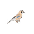 Pin Eurasian Jay